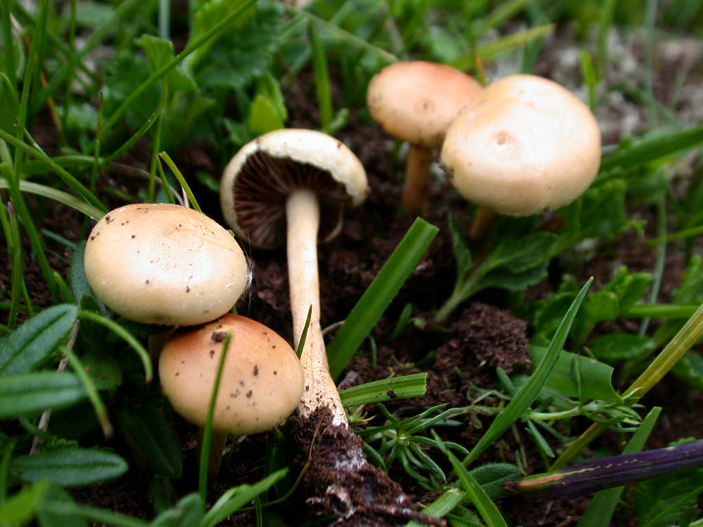 2 Maggio 2009  Agrocybe pediades